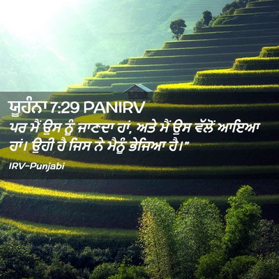 Picture 02 - ਯੂਹੰਨਾ 7:29 PANIRV - ਪਰ ਮੈਂ ਉਸ ਨੂੰ ਜਾਣਦਾ - Bible Verse Picture