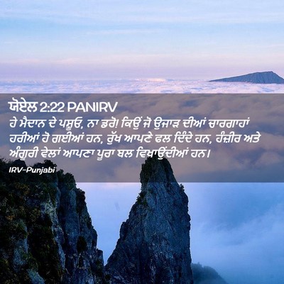 Picture 02 - ਯੋਏਲ 2:22 PANIRV - ਹੇ ਮੈਦਾਨ ਦੇ ਪਸ਼ੂਓ, - Bible Verse Picture