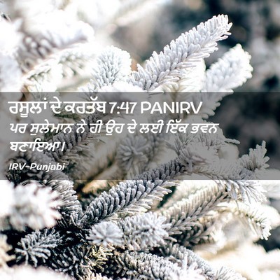 Picture 02 - ਰਸੂਲਾਂ ਦੇ ਕਰਤੱਬ 7:47 PANIRV - ਪਰ ਸੁਲੇਮਾਨ ਨੇ ਹੀ ਉਹ - Bible Verse Picture