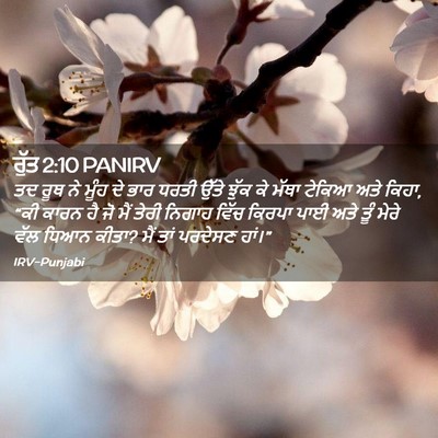 Picture 02 - ਰੁੱਤ 2:10 PANIRV - ਤਦ ਰੂਥ ਨੇ ਮੂੰਹ ਦੇ - Bible Verse Picture