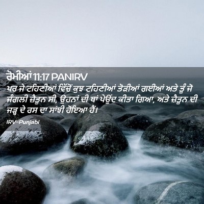 Picture 02 - ਰੋਮੀਆਂ 11:17 PANIRV - ਪਰ ਜੇ ਟਹਿਣੀਆਂ - Bible Verse Picture