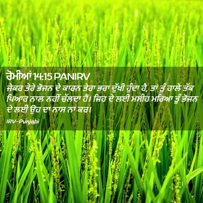 Picture 02 - ਰੋਮੀਆਂ 14:15 PANIRV - ਜੇਕਰ ਤੇਰੇ ਭੋਜਨ ਦੇ - Bible Verse Picture
