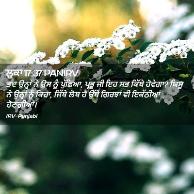 Picture 02 - ਲੂਕਾ 17:37 PANIRV - ਤਦ ਉਨ੍ਹਾਂ ਨੇ ਉਸ ਨੂੰ - Bible Verse Picture