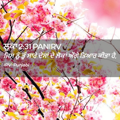 Picture 02 - ਲੂਕਾ 2:31 PANIRV - ਜਿਸ ਨੂੰ ਤੂੰ ਸਾਰੇ - Bible Verse Picture
