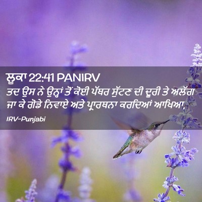 Picture 02 - ਲੂਕਾ 22:41 PANIRV - ਤਦ ਉਸ ਨੇ ਉਨ੍ਹਾਂ ਤੋਂ - Bible Verse Picture