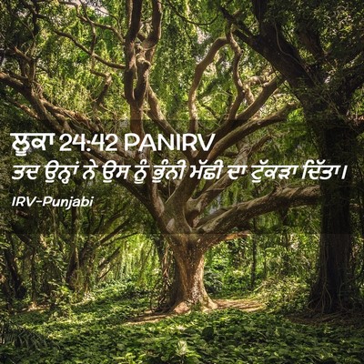 Picture 02 - ਲੂਕਾ 24:42 PANIRV - ਤਦ ਉਨ੍ਹਾਂ ਨੇ ਉਸ ਨੂੰ - Bible Verse Picture