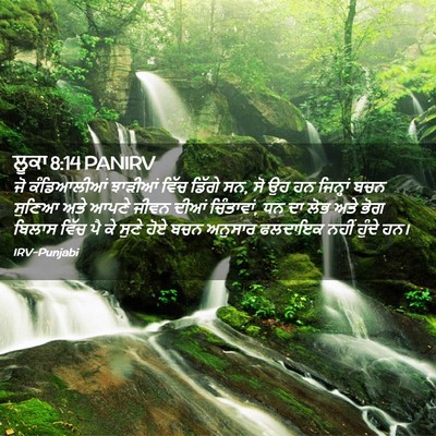 Picture 02 - ਲੂਕਾ 8:14 PANIRV - ਜੋ ਕੰਡਿਆਲੀਆਂ - Bible Verse Picture