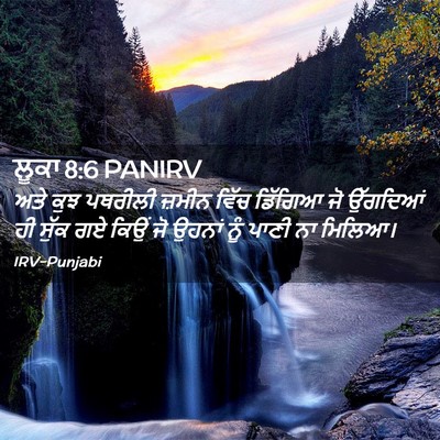Picture 02 - ਲੂਕਾ 8:6 PANIRV - ਅਤੇ ਕੁਝ ਪਥਰੀਲੀ - Bible Verse Picture