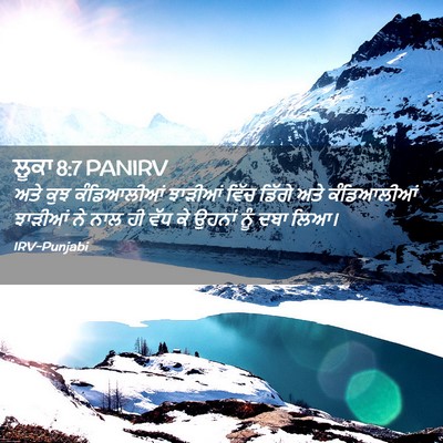 Picture 02 - ਲੂਕਾ 8:7 PANIRV - ਅਤੇ ਕੁਝ ਕੰਡਿਆਲੀਆਂ - Bible Verse Picture