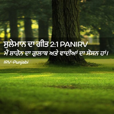 Picture 02 - ਸੁਲੇਮਾਨ ਦਾ ਗੀਤ 2:1 PANIRV - ਮੈਂ ਸ਼ਾਰੋਨ ਦਾ - Bible Verse Picture