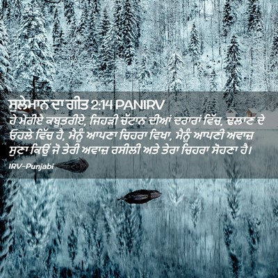 Picture 02 - ਸੁਲੇਮਾਨ ਦਾ ਗੀਤ 2:14 PANIRV - ਹੇ ਮੇਰੀਏ ਕਬੂਤਰੀਏ, - Bible Verse Picture