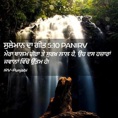 Picture 02 - ਸੁਲੇਮਾਨ ਦਾ ਗੀਤ 5:10 PANIRV - ਮੇਰਾ ਬਾਲਮ ਗੋਰਾ ਤੇ - Bible Verse Picture
