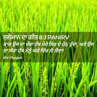 Picture 02 - ਸੁਲੇਮਾਨ ਦਾ ਗੀਤ 8:3 PANIRV - ਕਾਸ਼ ਉਸ ਦਾ ਖੱਬਾ ਹੱਥ - Bible Verse Picture