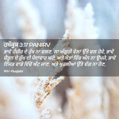Picture 02 - ਹਬੱਕੂਕ 3:17 PANIRV - ਭਾਵੇਂ ਹੰਜ਼ੀਰ ਦੇ - Bible Verse Picture