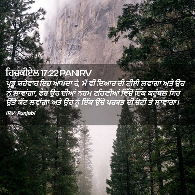 Picture 02 - ਹਿਜ਼ਕੀਏਲ 17:22 PANIRV - ਪ੍ਰਭੂ ਯਹੋਵਾਹ ਇਹ - Bible Verse Picture