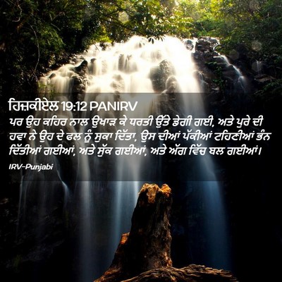 Picture 02 - ਹਿਜ਼ਕੀਏਲ 19:12 PANIRV - ਪਰ ਉਹ ਕਹਿਰ ਨਾਲ ਉਖਾੜ - Bible Verse Picture