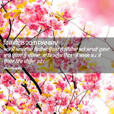 Picture 02 - ਹਿਜ਼ਕੀਏਲ 20:11 PANIRV - ਅਤੇ ਮੈਂ ਆਪਣੀਆਂ - Bible Verse Picture