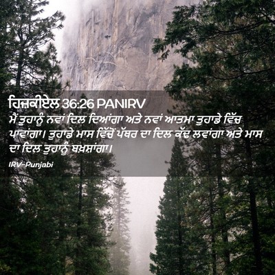 Picture 02 - ਹਿਜ਼ਕੀਏਲ 36:26 PANIRV - ਮੈਂ ਤੁਹਾਨੂੰ ਨਵਾਂ - Bible Verse Picture