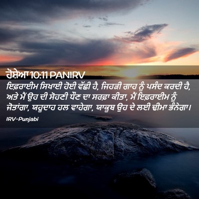 Picture 02 - ਹੋਸ਼ੇਆ 10:11 PANIRV - ਇਫ਼ਰਾਈਮ ਸਿਖਾਈ ਹੋਈ - Bible Verse Picture