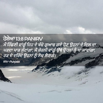 Picture 02 - ਹੋਸ਼ੇਆ 13:8 PANIRV - ਮੈਂ ਰਿੱਛਣੀ ਵਾਂਗੂੰ - Bible Verse Picture