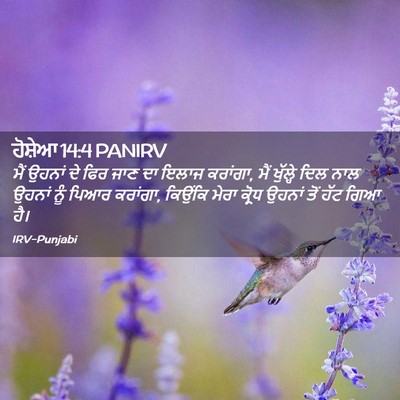 Picture 02 - ਹੋਸ਼ੇਆ 14:4 PANIRV - ਮੈਂ ਉਹਨਾਂ ਦੇ ਫਿਰ - Bible Verse Picture