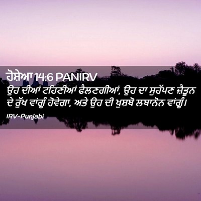 Picture 02 - ਹੋਸ਼ੇਆ 14:6 PANIRV - ਉਹ ਦੀਆਂ ਟਹਿਣੀਆਂ - Bible Verse Picture