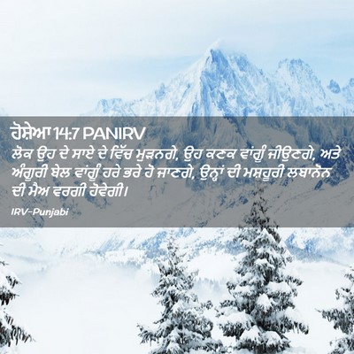 Picture 02 - ਹੋਸ਼ੇਆ 14:7 PANIRV - ਲੋਕ ਉਹ ਦੇ ਸਾਏ ਦੇ - Bible Verse Picture