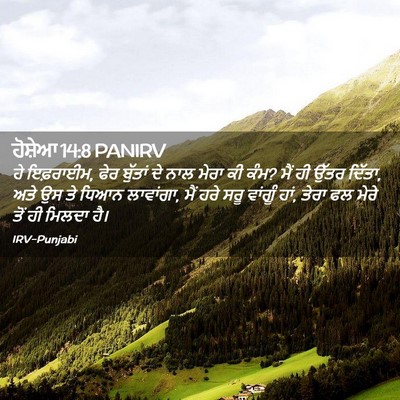 Picture 02 - ਹੋਸ਼ੇਆ 14:8 PANIRV - ਹੇ ਇਫ਼ਰਾਈਮ, ਫੇਰ - Bible Verse Picture