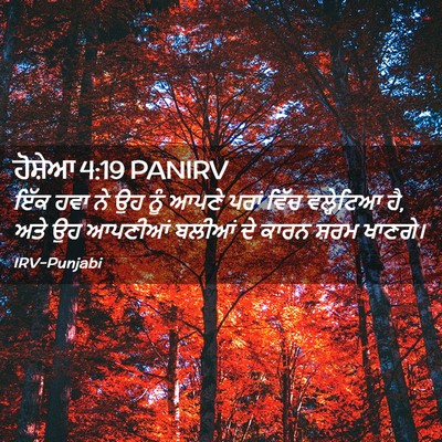 Picture 02 - ਹੋਸ਼ੇਆ 4:19 PANIRV - ਇੱਕ ਹਵਾ ਨੇ ਉਹ ਨੂੰ - Bible Verse Picture