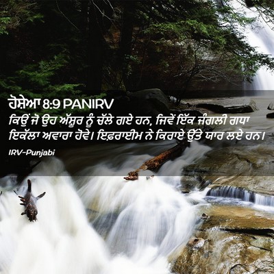 Picture 02 - ਹੋਸ਼ੇਆ 8:9 PANIRV - ਕਿਉਂ ਜੋ ਉਹ ਅੱਸ਼ੂਰ - Bible Verse Picture