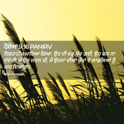 Picture 02 - ਹੋਸ਼ੇਆ 9:16 PANIRV - ਇਫ਼ਰਾਈਮ ਮਾਰਿਆ ਗਿਆ, - Bible Verse Picture