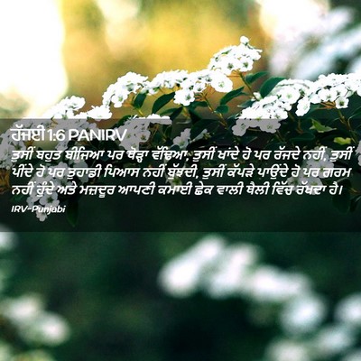 Picture 02 - ਹੱਜਈ 1:6 PANIRV - ਤੁਸੀਂ ਬਹੁਤ ਬੀਜਿਆ - Bible Verse Picture