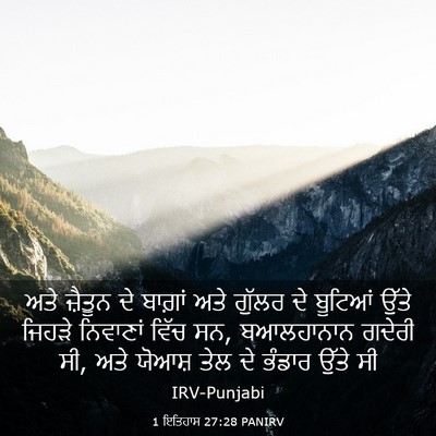 Picture 03 - 1 ਇਤਿਹਾਸ 27:28 PANIRV - ਅਤੇ ਜ਼ੈਤੂਨ ਦੇ - Bible Verse Picture