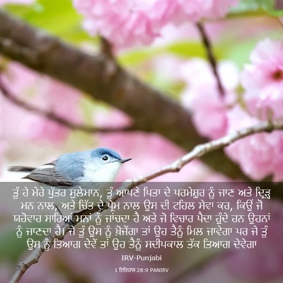 Picture 03 - 1 ਇਤਿਹਾਸ 28:9 PANIRV - ਤੂੰ ਹੇ ਮੇਰੇ ਪੁੱਤਰ - Bible Verse Picture