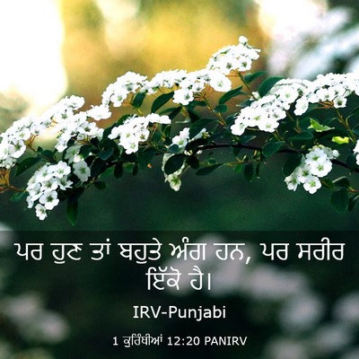 Picture 03 - 1 ਕੁਰਿੰਥੀਆਂ 12:20 PANIRV - ਪਰ ਹੁਣ ਤਾਂ ਬਹੁਤੇ - Bible Verse Picture