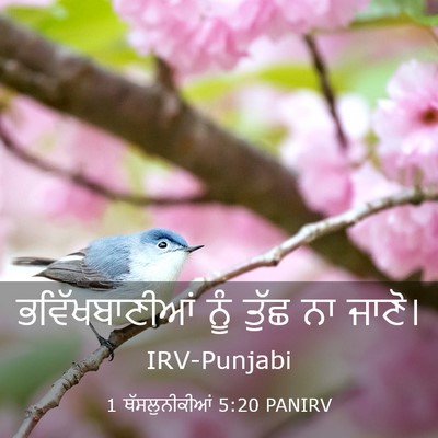 Picture 03 - 1 ਥੱਸਲੁਨੀਕੀਆਂ 5:20 PANIRV - ਭਵਿੱਖਬਾਣੀਆਂ ਨੂੰ - Bible Verse Picture