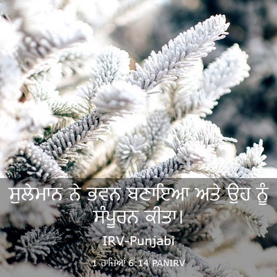 Picture 03 - 1 ਰਾਜਿਆਂ 6:14 PANIRV - ਸੁਲੇਮਾਨ ਨੇ ਭਵਨ - Bible Verse Picture