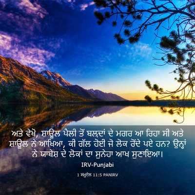 Picture 03 - 1 ਸਮੂਏਲ 11:5 PANIRV - ਅਤੇ ਵੇਖੋ, ਸ਼ਾਊਲ - Bible Verse Picture