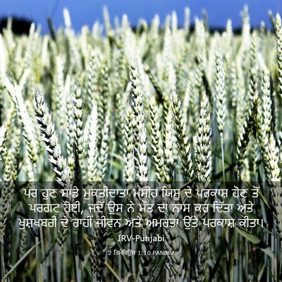 Picture 03 - 2 ਤਿਮੋਥਿਉਸ 1:10 PANIRV - ਪਰ ਹੁਣ ਸਾਡੇ - Bible Verse Picture