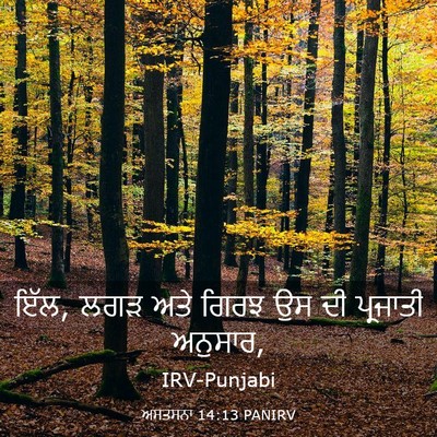 Picture 03 - ਅਸਤਸਨਾ 14:13 PANIRV - ਇੱਲ, ਲਗੜ ਅਤੇ ਗਿਰਝ - Bible Verse Picture