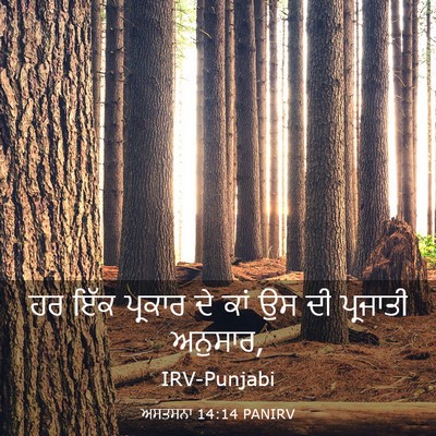 Picture 03 - ਅਸਤਸਨਾ 14:14 PANIRV - ਹਰ ਇੱਕ ਪ੍ਰਕਾਰ ਦੇ - Bible Verse Picture