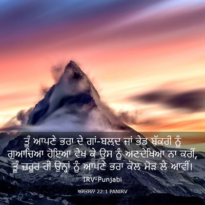 Picture 03 - ਅਸਤਸਨਾ 22:1 PANIRV - ਤੂੰ ਆਪਣੇ ਭਰਾ ਦੇ - Bible Verse Picture
