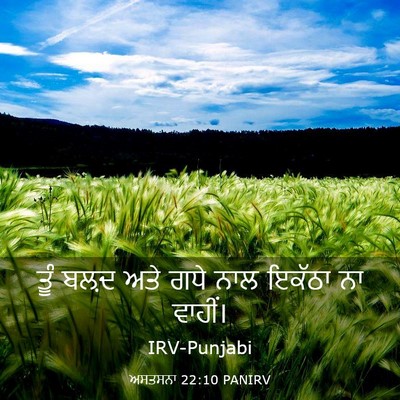 Picture 03 - ਅਸਤਸਨਾ 22:10 PANIRV - ਤੂੰ ਬਲ਼ਦ ਅਤੇ ਗਧੇ - Bible Verse Picture