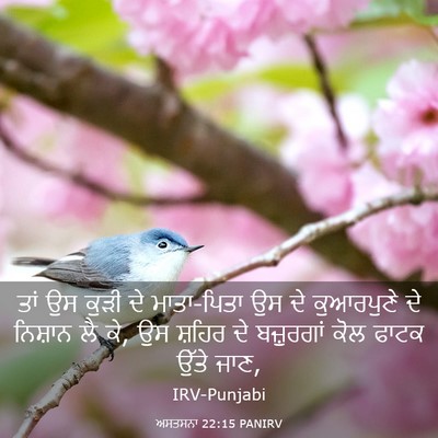 Picture 03 - ਅਸਤਸਨਾ 22:15 PANIRV - ਤਾਂ ਉਸ ਕੁੜੀ ਦੇ - Bible Verse Picture