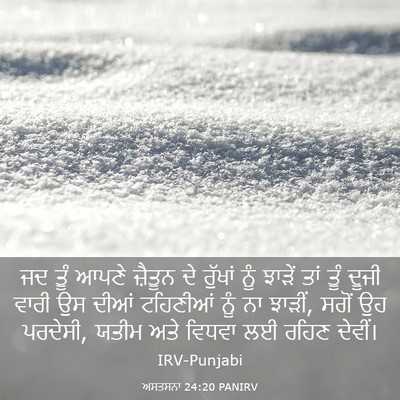 Picture 03 - ਅਸਤਸਨਾ 24:20 PANIRV - ਜਦ ਤੂੰ ਆਪਣੇ ਜ਼ੈਤੂਨ - Bible Verse Picture