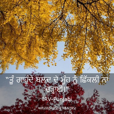 Picture 03 - ਅਸਤਸਨਾ 25:4 PANIRV - “ਤੂੰ ਗਾਹੁੰਦੇ ਬਲ਼ਦ - Bible Verse Picture
