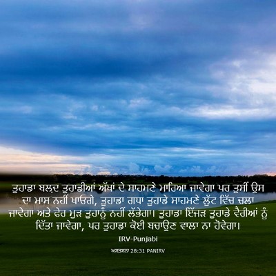 Picture 03 - ਅਸਤਸਨਾ 28:31 PANIRV - ਤੁਹਾਡਾ ਬਲ਼ਦ - Bible Verse Picture
