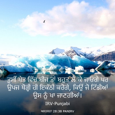 Picture 03 - ਅਸਤਸਨਾ 28:38 PANIRV - ਤੁਸੀਂ ਖੇਤ ਵਿੱਚ ਬੀਜ - Bible Verse Picture