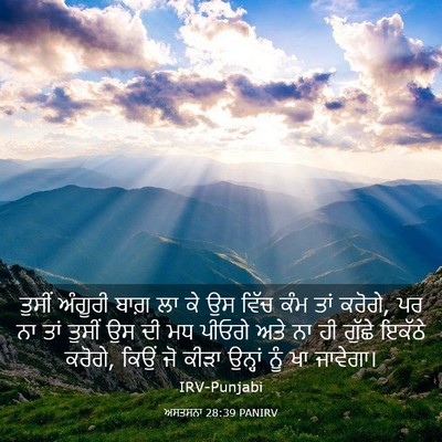 Picture 03 - ਅਸਤਸਨਾ 28:39 PANIRV - ਤੁਸੀਂ ਅੰਗੂਰੀ ਬਾਗ਼ - Bible Verse Picture