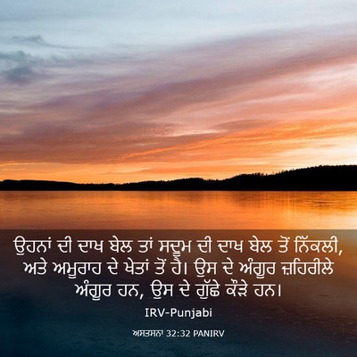 Picture 03 - ਅਸਤਸਨਾ 32:32 PANIRV - ਉਹਨਾਂ ਦੀ ਦਾਖ ਬੇਲ - Bible Verse Picture